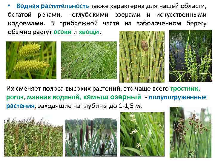  Животный мир • Становление и формирование современной фауны Тверской области началось 10 -12