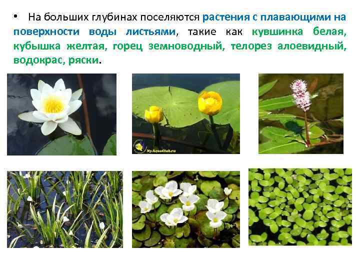  Из позвоночных животных к этой группе относятся белая куропатка, полярная сова, красная полевка.