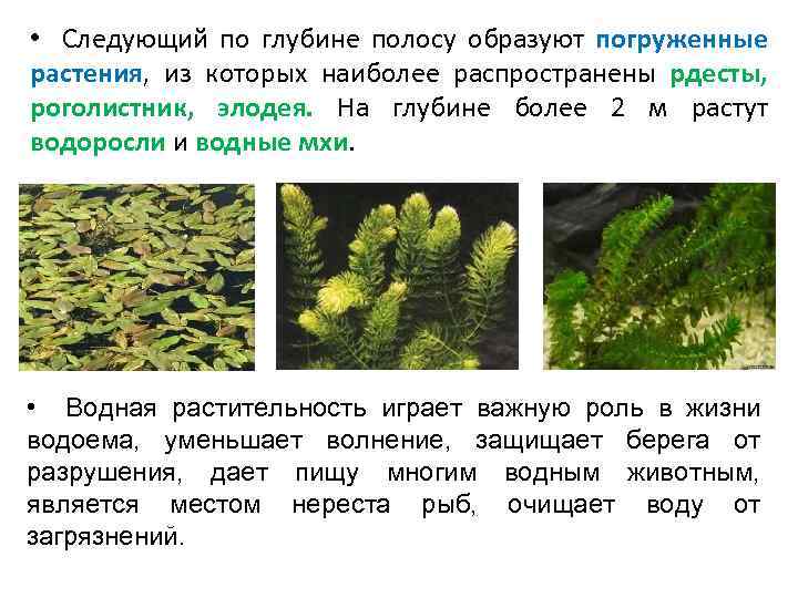  Из беспозвоночных животных к ним относятся буковый вилохвост, сливовый коконопряд, зеленая и орешниковая