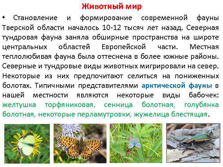  • Основу современной фауны Тверской области составляют таежные виды, широко распространенные на территории: