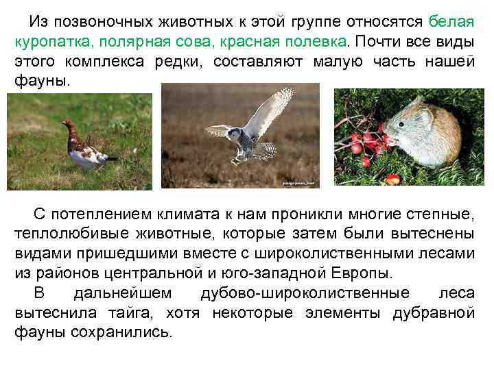  • Основу современной фауны Тверской области составляют таежные виды, широко распространенные на территории: