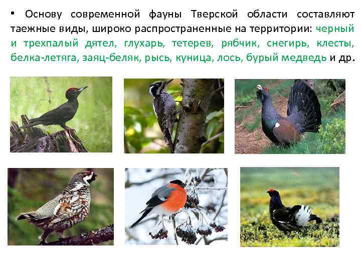  • На сегодняшний день на территории Тверской области зарегистрировано 426 видов позвоночных животных