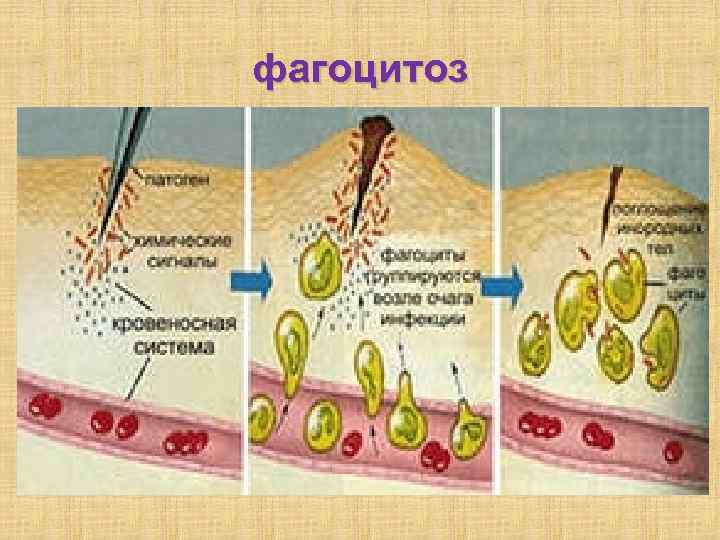 фагоцитоз 