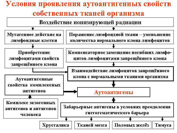 Условия проявления аутоантигенных свойств собственных тканей организма Воздействие ионизирующей радиации Мутагенное действие на лимфоидные