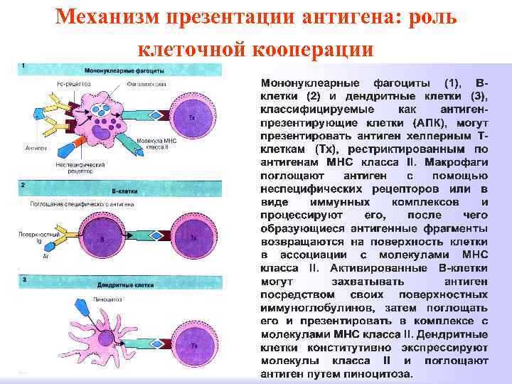 Механизм презентации антигена: роль клеточной кооперации 