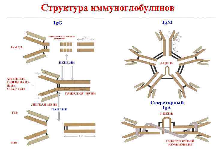 Структура иммуноглобулинов 