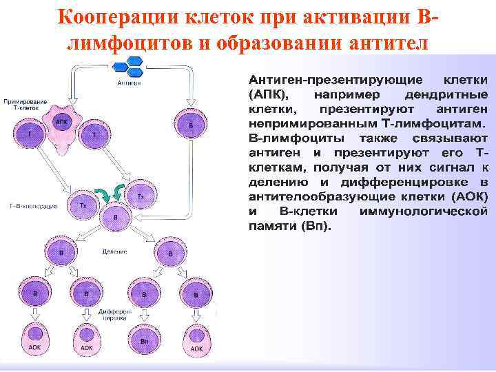 Кооперации клеток при активации Влимфоцитов и образовании антител 