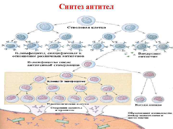 Синтез антител 