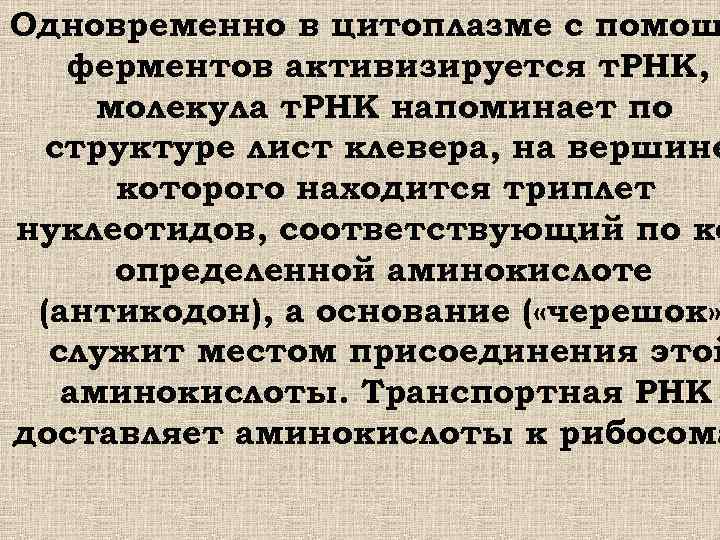 Одновременно в цитоплазме с помощ ферментов активизируется т. РНК, молекула т. РНК напоминает по