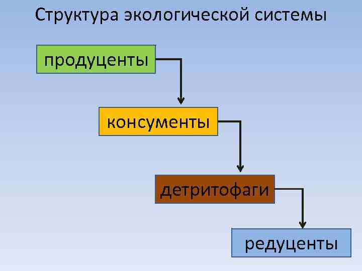 Структура экологической системы продуценты консументы детритофаги редуценты 