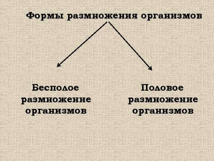 Формы размножения организмов Бесполое Половое размножение организмов 