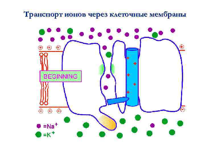 Транспорт ионов через клеточные мембраны 