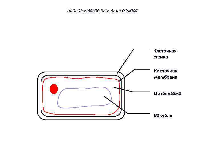 Биологическое значение осмоса Клеточная стенка Клеточная мембрана Цитоплазма Вакуоль 