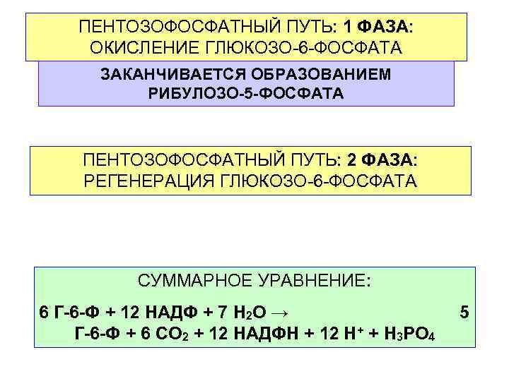  ПЕНТОЗОФОСФАТНЫЙ ПУТЬ: 1 ФАЗА: ОКИСЛЕНИЕ ГЛЮКОЗО-6 -ФОСФАТА ЗАКАНЧИВАЕТСЯ ОБРАЗОВАНИЕМ РИБУЛОЗО-5 -ФОСФАТА ПЕНТОЗОФОСФАТНЫЙ ПУТЬ: