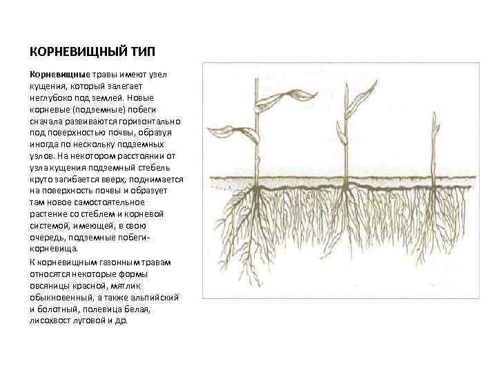 Фаза кущения ячменя фото сроки