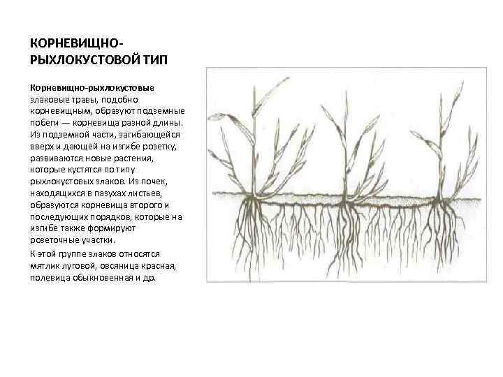 Сосудистые пучки в корневище образуют характерный рисунок