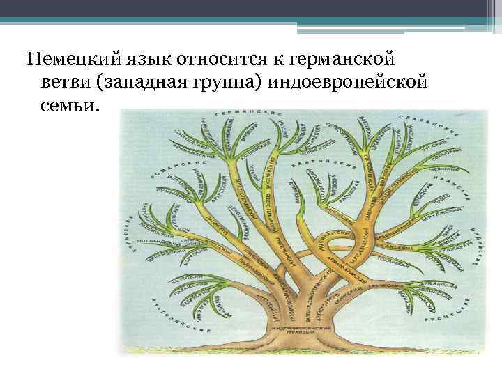 Немецкий язык относится к германской ветви (западная группа) индоевропейской семьи. 