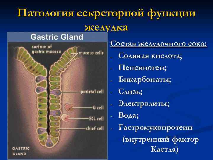 Патология секреторной функции желудка Состав желудочного сока: - Соляная кислота; - Пепсиноген; - Бикарбонаты;