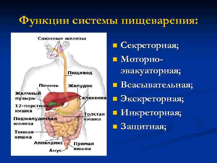 Основная функция внутренних органов