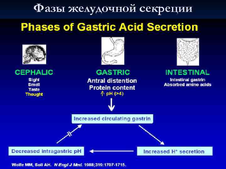 Фазы желудочной секреции 