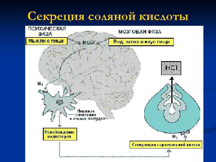 Секреция соляной кислоты 