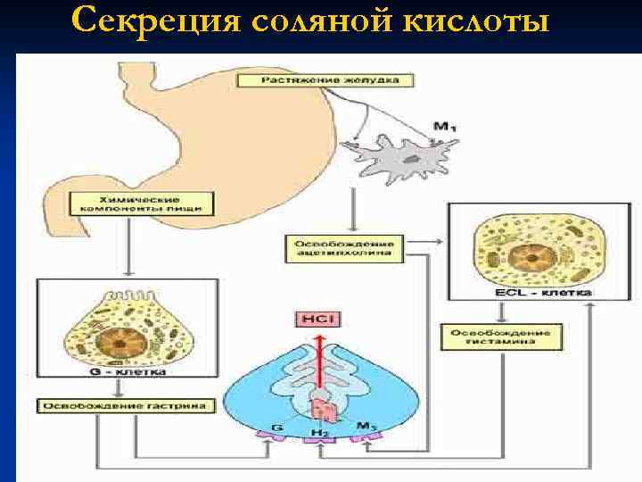 Секреция соляной кислоты 