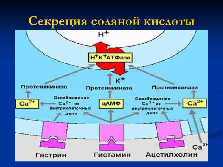 Секреция соляной кислоты 