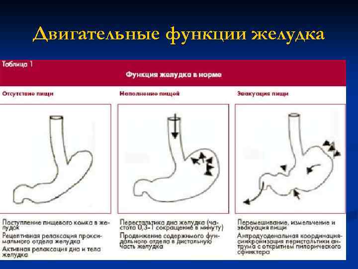 Диспепсия желудка. Этапы моторной функции желудка. Этапы осуществления моторной функции желудка. Двигательная функция желудка. Этапы осуществления моторной функции желудка физиология.