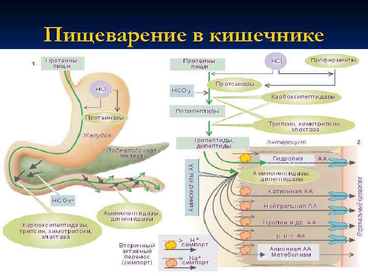 Пищеварение в тонком. Пищеварение в кишечнике всасывание. Пищеварение в кишечнике всасывание питательных веществ. Кластер пищеварение в тонком кишечнике. Интеллектуальная карта по пищеварительной системе.