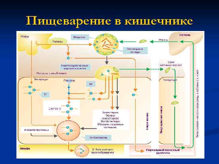 Пищеварение в кишечнике 