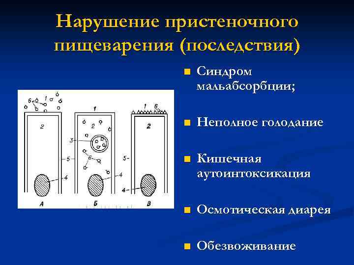 Нарушение пристеночного пищеварения (последствия) n Синдром мальабсорбции; n Неполное голодание n Кишечная аутоинтоксикация n