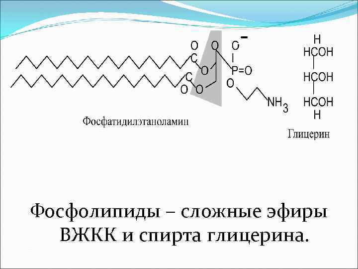 Фосфолипиды – сложные эфиры ВЖКК и спирта глицерина. 