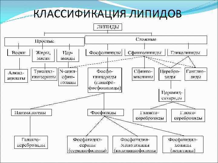 Классификация липидов схема