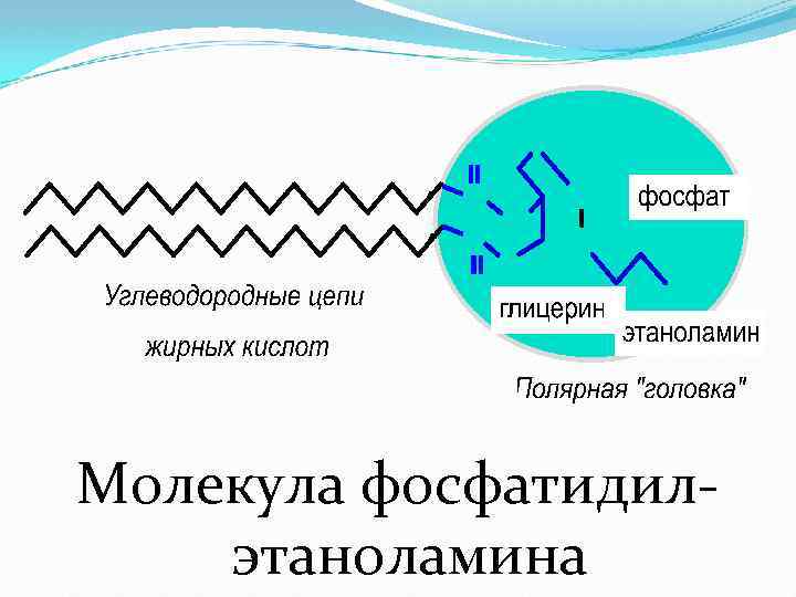 Молекула фосфатидилэтаноламина 