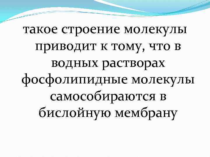 такое строение молекулы приводит к тому, что в водных растворах фосфолипидные молекулы самособираются в
