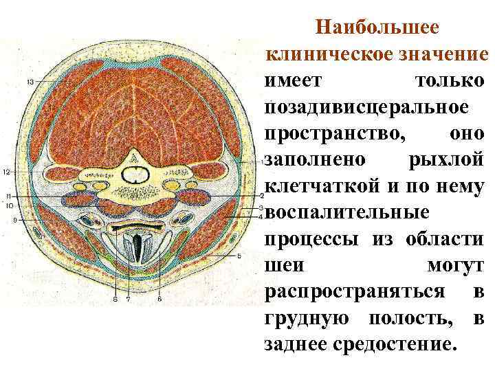 Наибольшее клиническое значение имеет только позадивисцеральное пространство, оно заполнено рыхлой клетчаткой и по нему