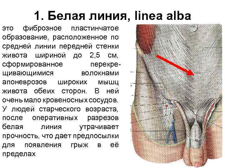 1. Белая линия, linea alba это фиброзное пластинчатое образование, расположенное по средней линии передней