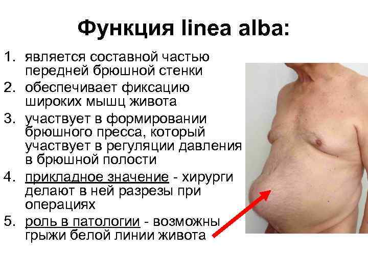 Функция linea alba: 1. является составной частью передней брюшной стенки 2. обеспечивает фиксацию широких