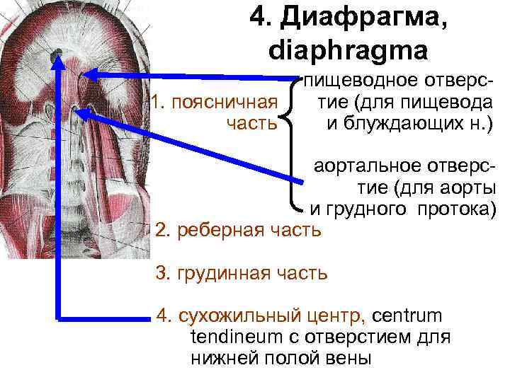 Диафрагма фото анатомия