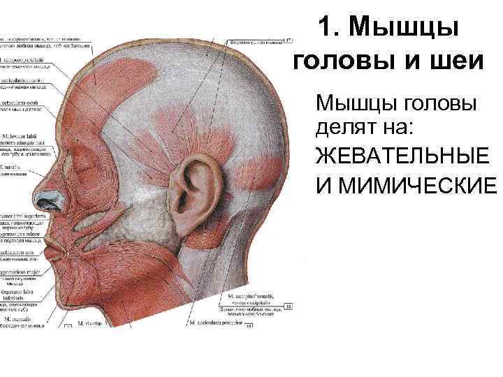 1. Мышцы головы и шеи Мышцы головы делят на: ЖЕВАТЕЛЬНЫЕ И МИМИЧЕСКИЕ 