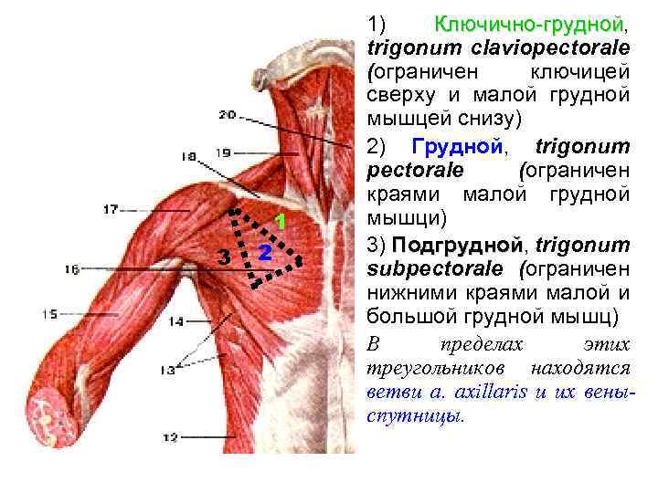 Лопаточно ключичный треугольник