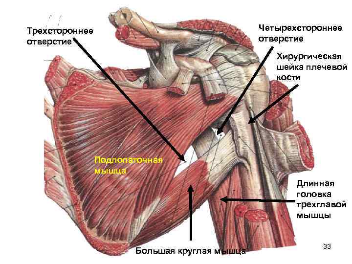 Подлопаточная ямка