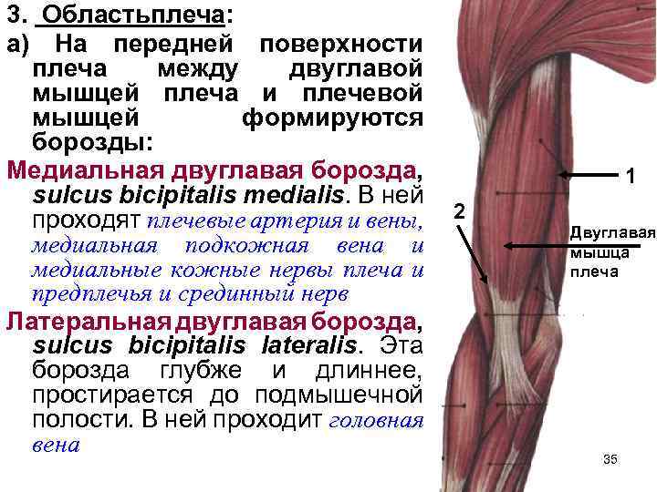 Сухожилие бицепса плеча анатомия. Тендовагинит сухожилия двуглавой мышцы. Сухожилие длинной головки двуглавой мышцы. Внутренняя поверхность плеча