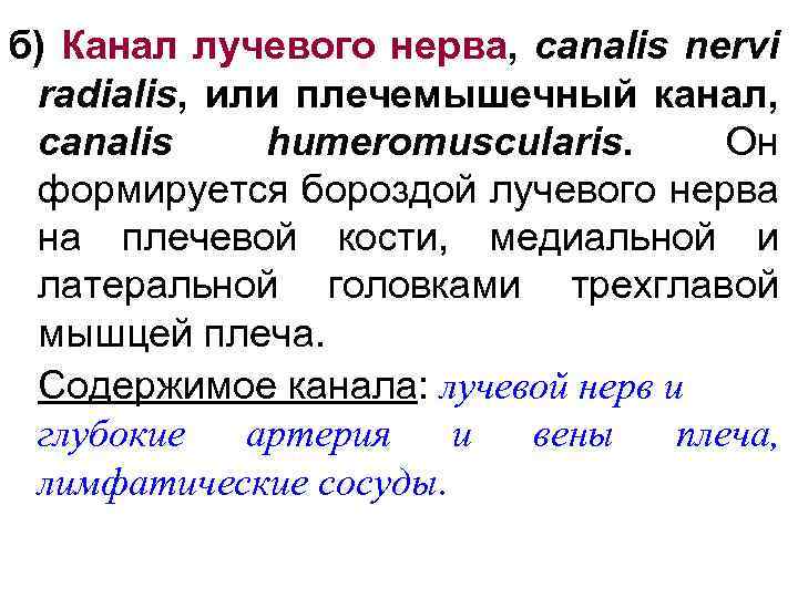 б) Канал лучевого нерва, canalis nervi radialis, или плечемышечный канал, canalis humeromusculаris. Он формируется