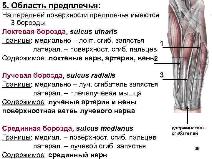 Борозды плеча. Лучевая срединная и локтевая борозда. Латеральная локтевая борозда. Борозды предплечья топография. Медиальная борозда предплечья.