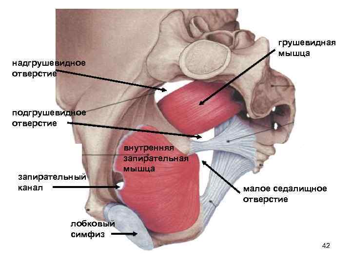 грушевидная мышца надгрушевидное отверстие подгрушевидное отверстие запирательный канал внутренняя запирательная мышца малое седалищное отверстие