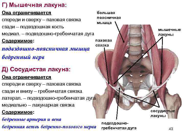 Г) Мышечная лакуна: большая Она ограничивается поясничная спереди и сверху – паховая связка мышца