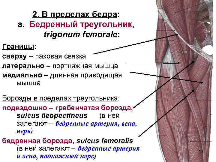 2. В пределах бедра: а. Бедренный треугольник, trigonum femorale: Границы: сверху – паховая связка