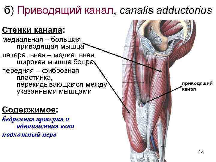 Груберов канал. Canalis cruropopliteus анатомия. Мышцы голени топографическая анатомия. Мышцы и фасции нижней конечности анатомия. Топография бедренного треугольника мышцы.