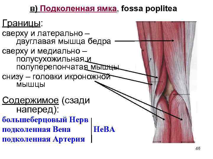 в) Подколенная ямка, fossa poplitea Границы: сверху и латерально – двуглавая мышца бедра сверху